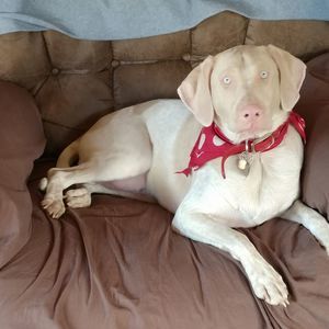 Meet your Posher, Steven